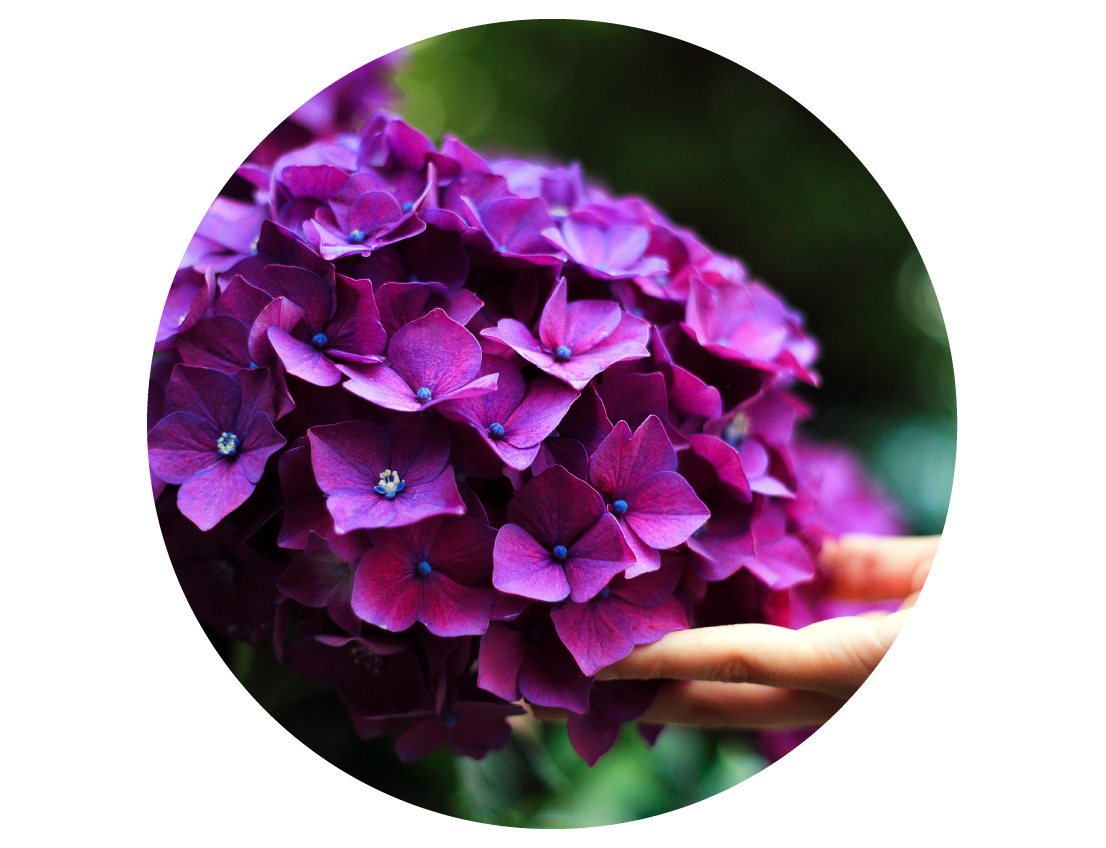 Picture of Hydrangeas at Singing Tree Gardens Picture of Singing Tree Garden Hydrangeas